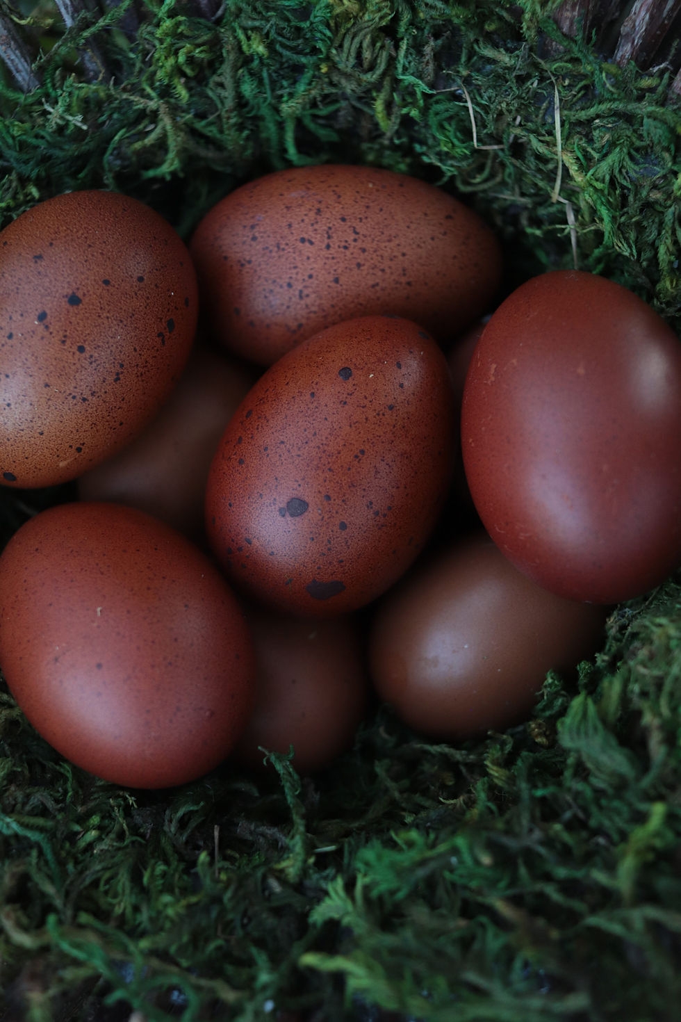 1 Dozen 12 Blue Black And Splash Copper Marans Hatching Eggs The Head Family Farm