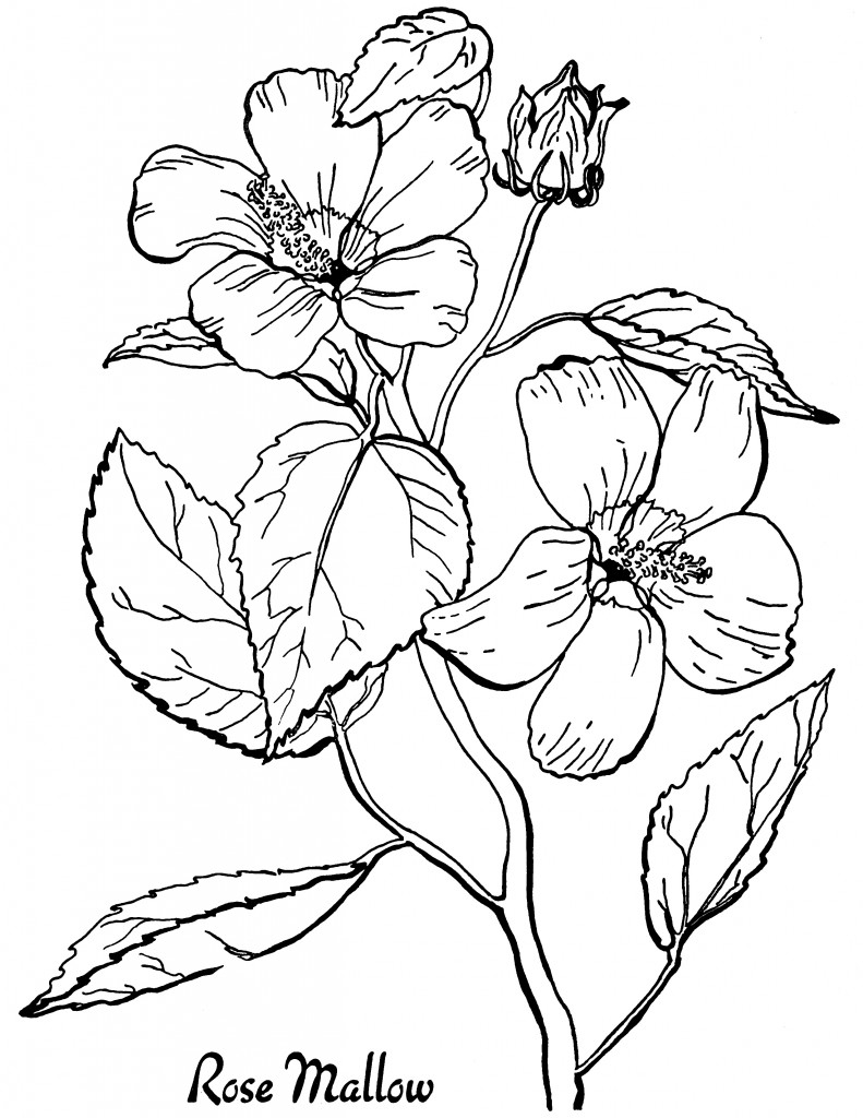 coloring pages for adults free printable