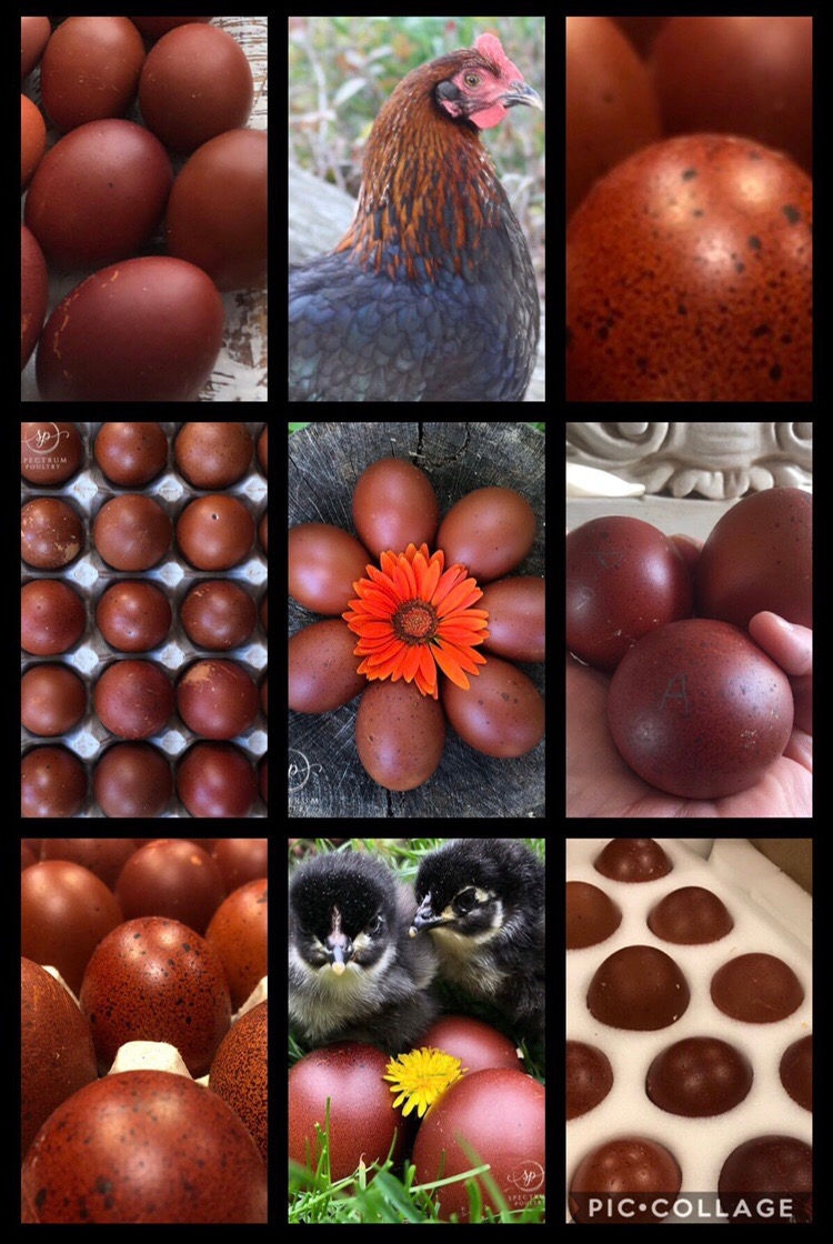 black copper maran egg color chart