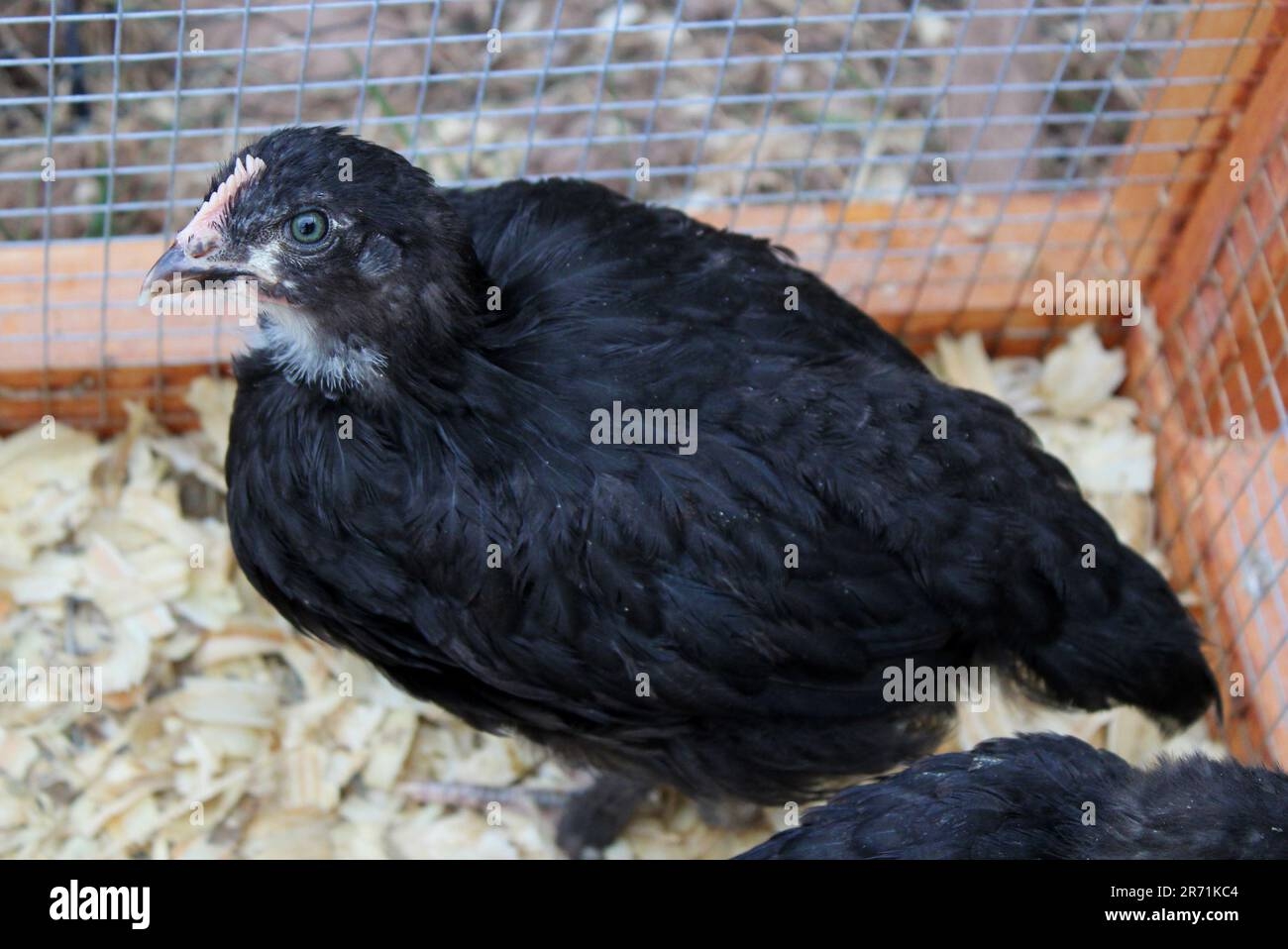 A Five Week Old Black Copper Marans Pullet Stock Photo Alamy