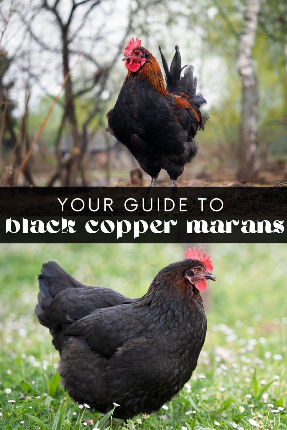 Black Copper Maran Chickens The Chocolate Egg Layer 