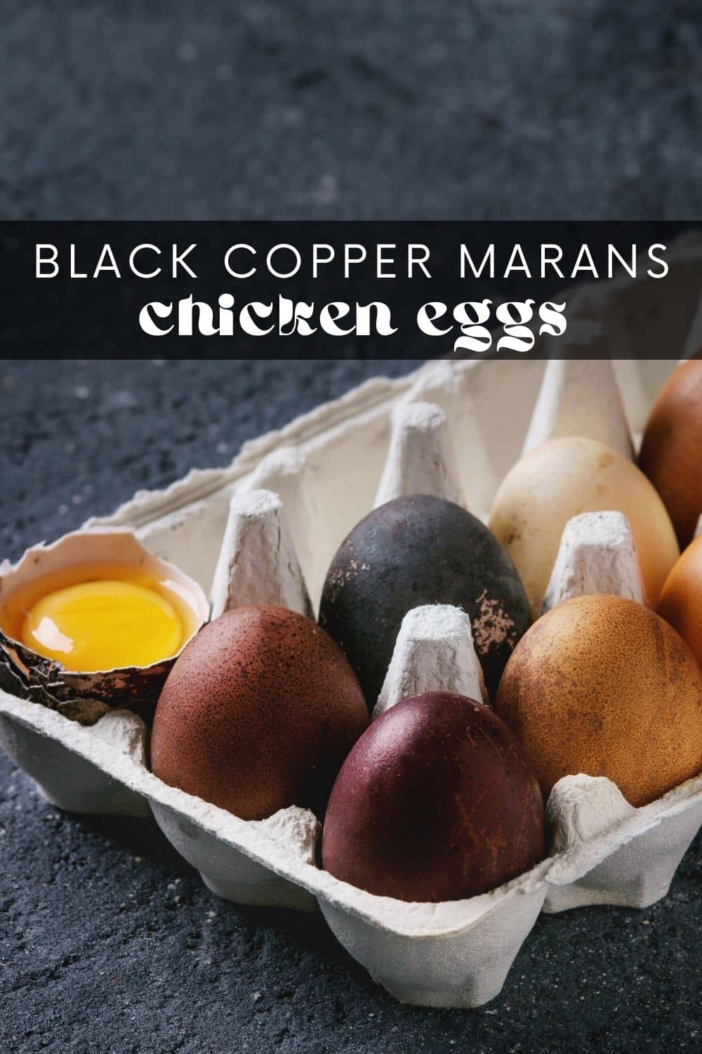 black copper maran egg production