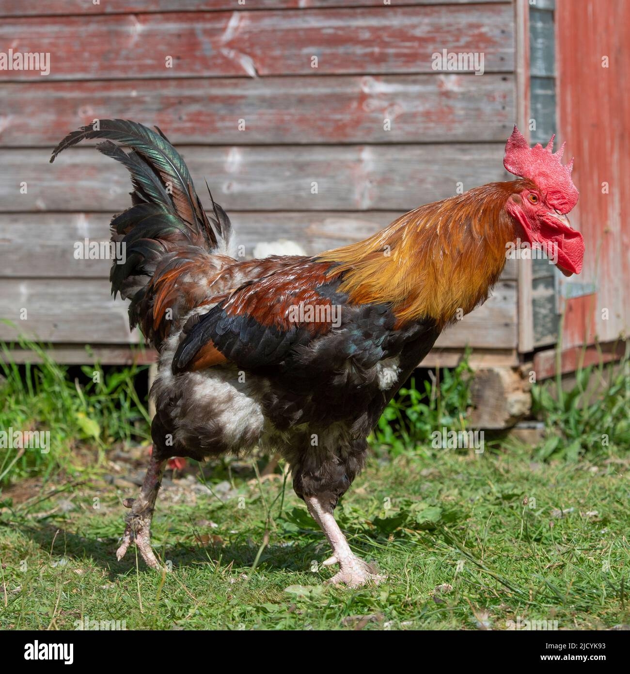 Black Copper Maran Cockerel Stock Photo Alamy