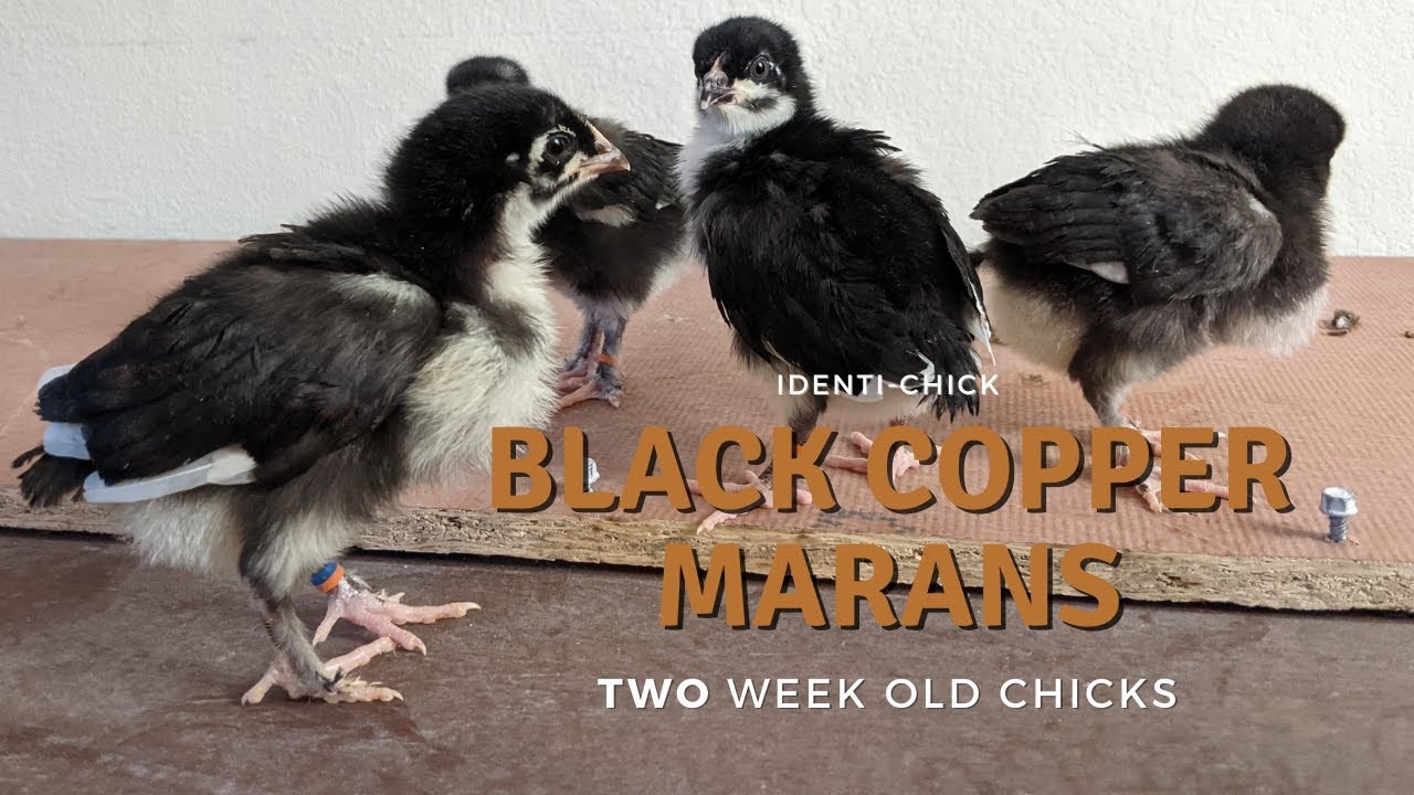 sexing black copper maran chickens