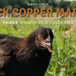 Black Copper Marans 3 Month Old Chickens YouTube