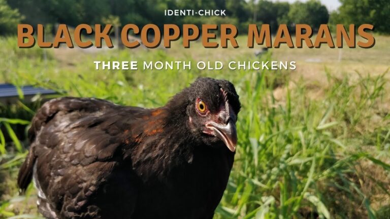 Black Copper Marans 3 Month Old Chickens YouTube
