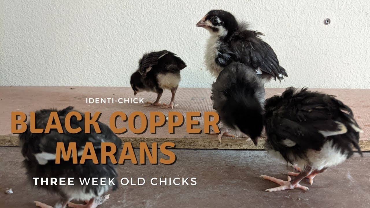 4 week old black copper maran
