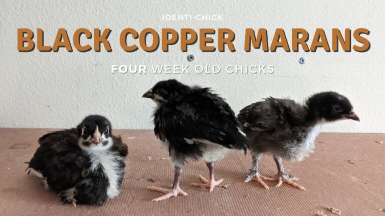Black Copper Marans 4 Week Old Chicks YouTube