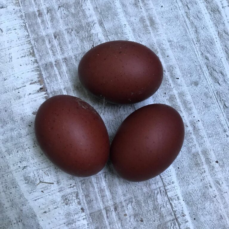 Black Copper Marans Breeder Sadie Girl Farm