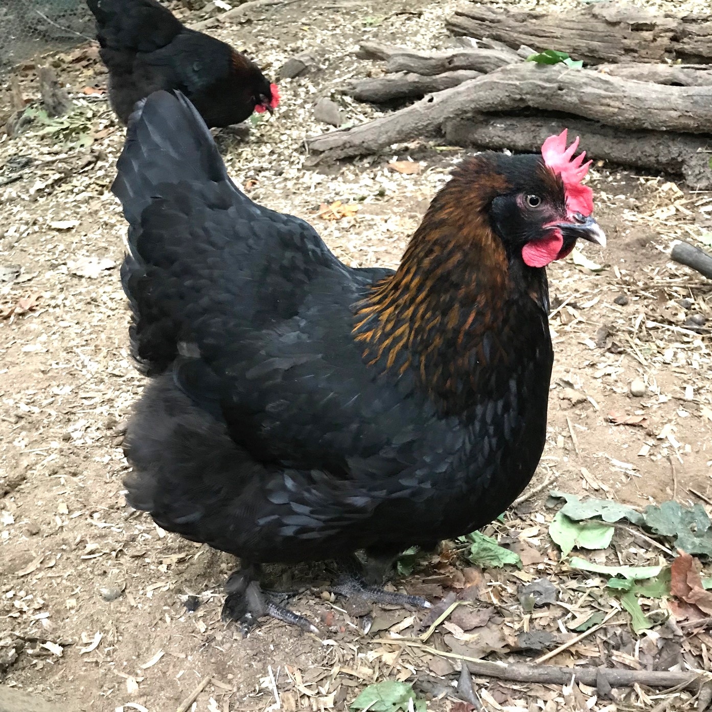 black copper marans breed