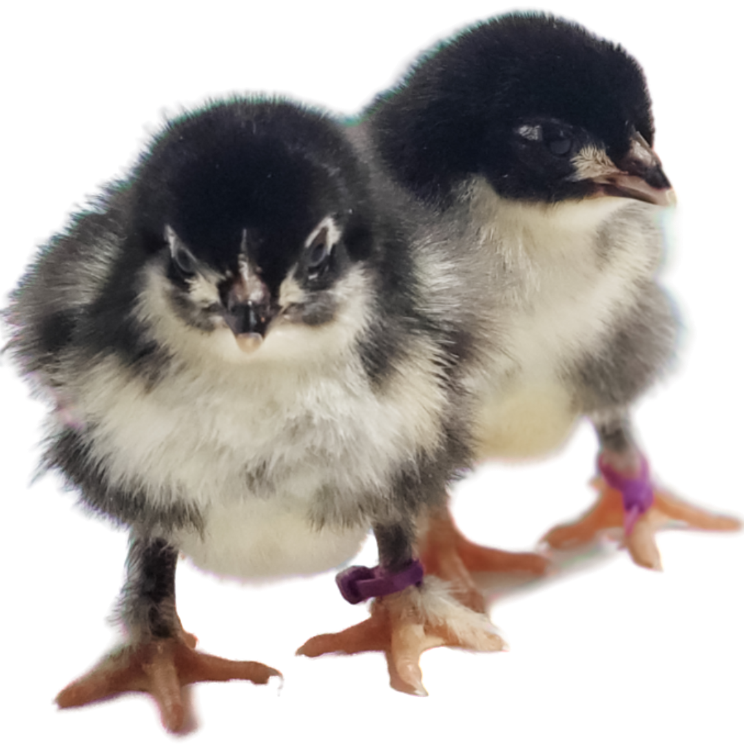 Black Copper Marans Chicks Huxley s Homestead