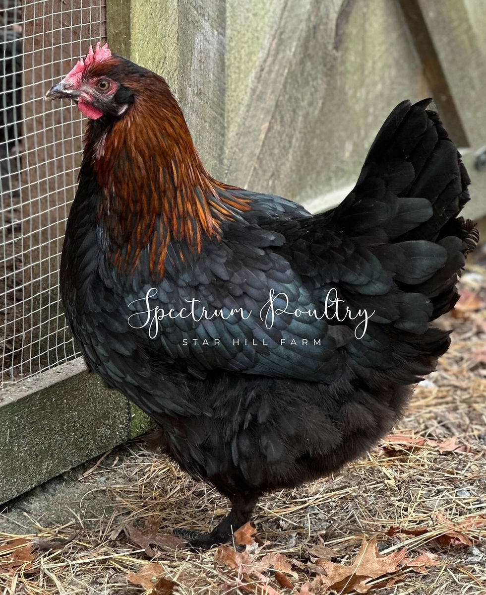 Black Copper Marans Chicks Spectrum Poultry