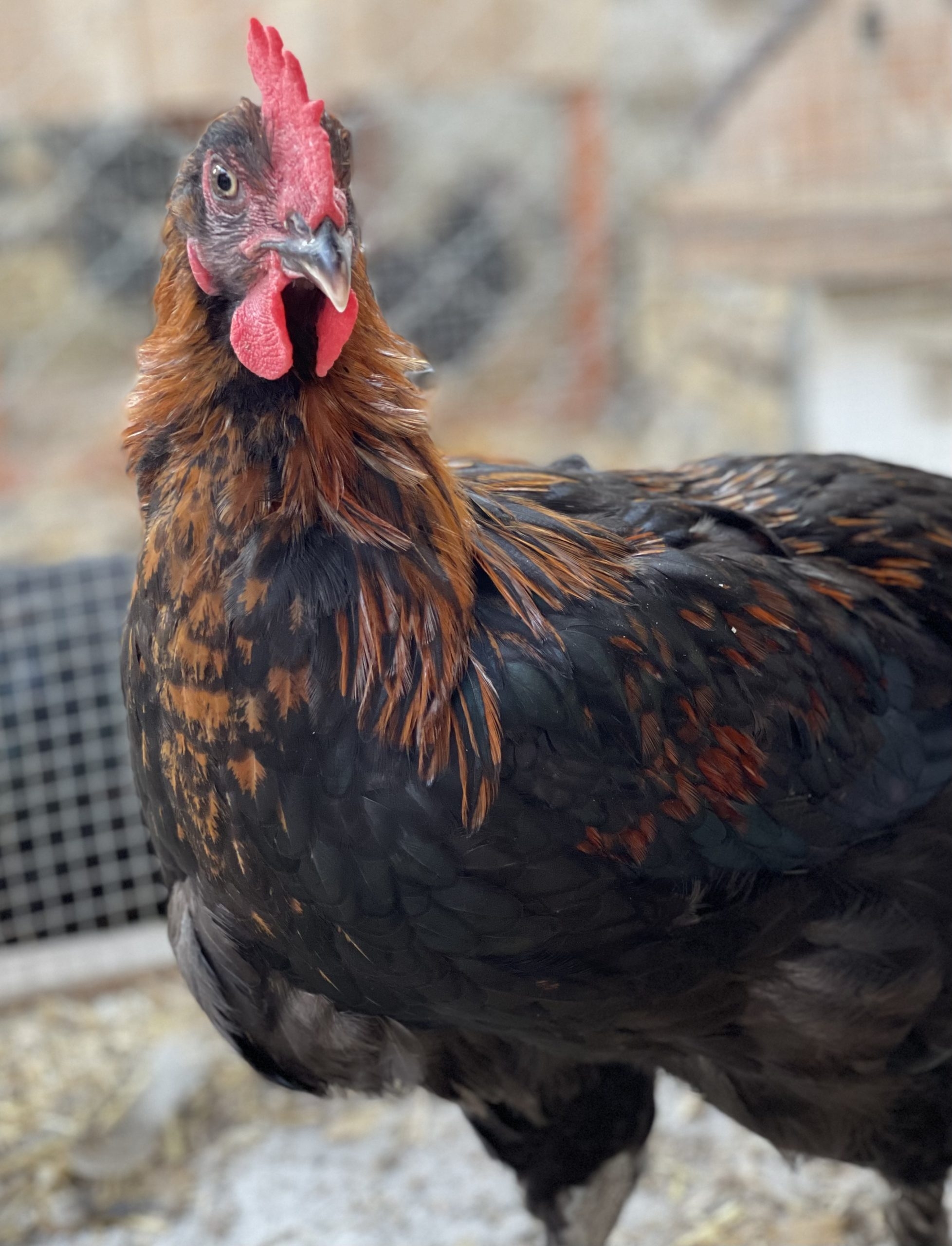 Black Copper Marans Cockerels Buckaboo Farm