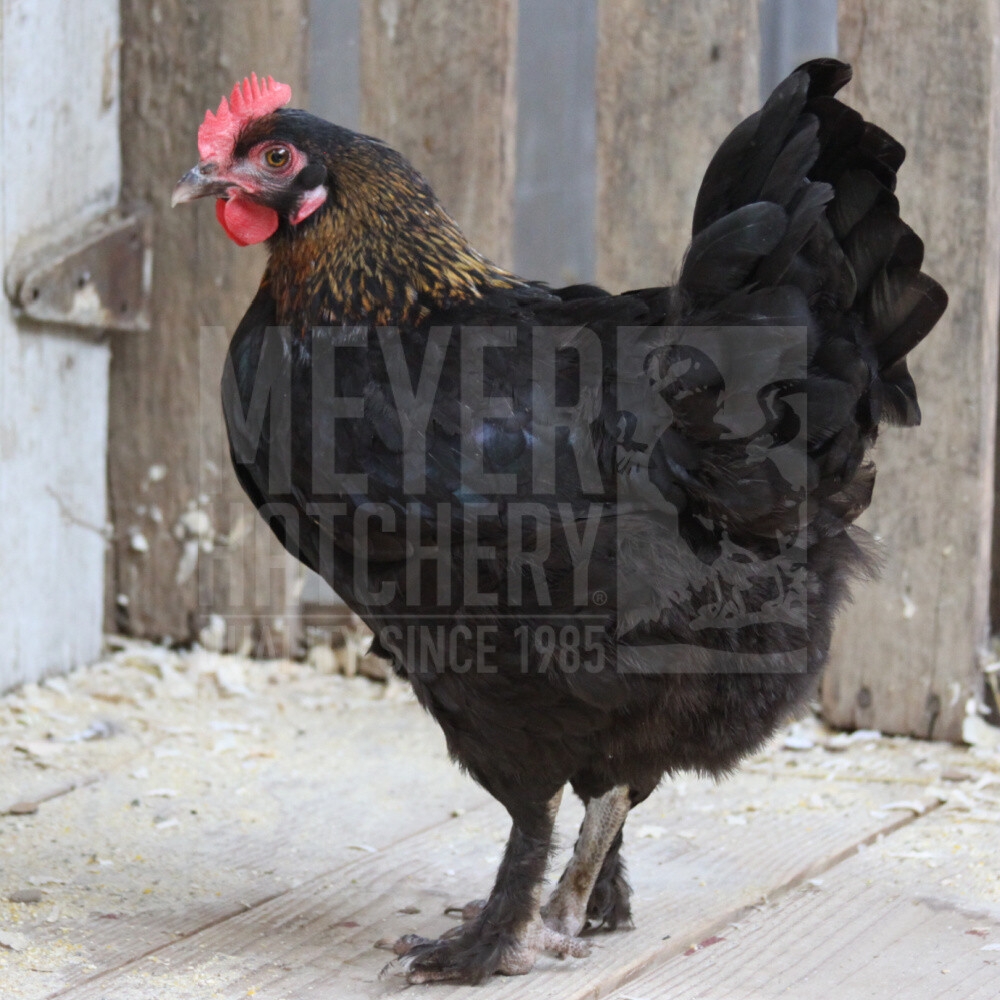 black copper maran rooster