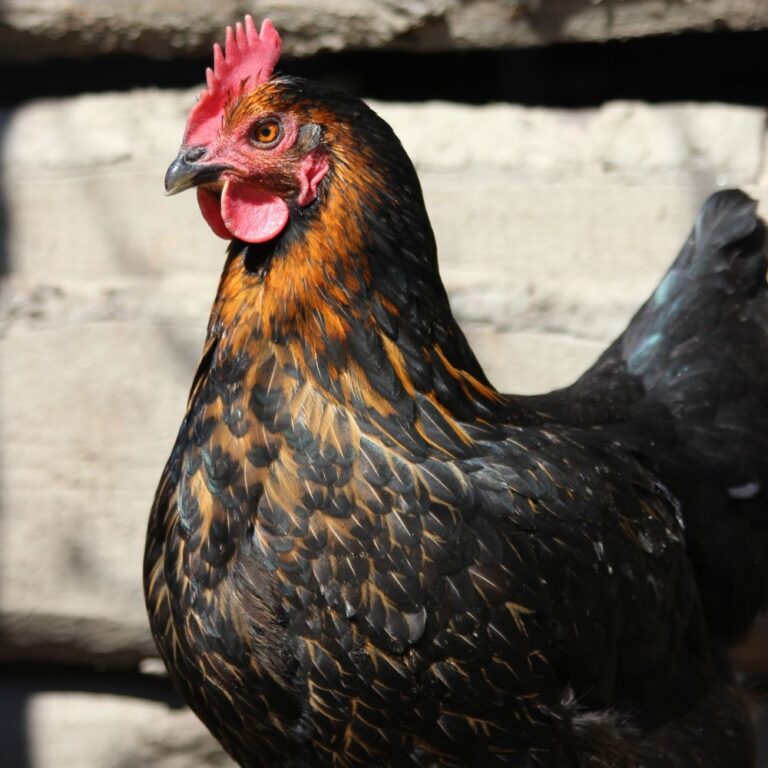 Black Copper Marans Do They Really Lay Chocolate Eggs
