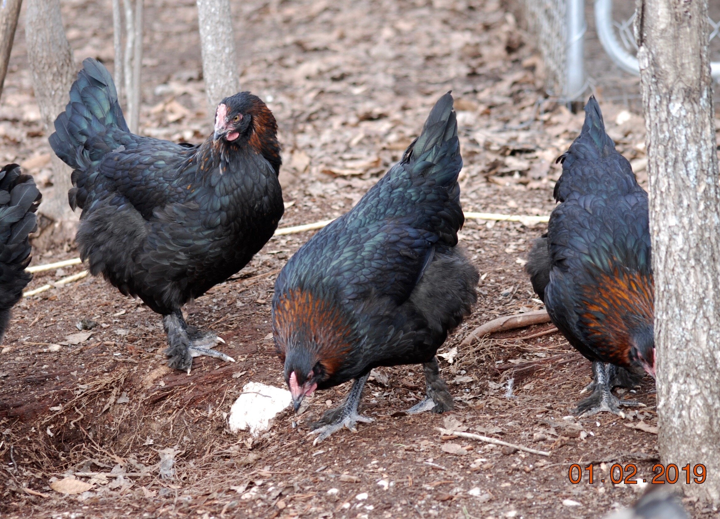Black Copper Marans DRAGONFLY FARM