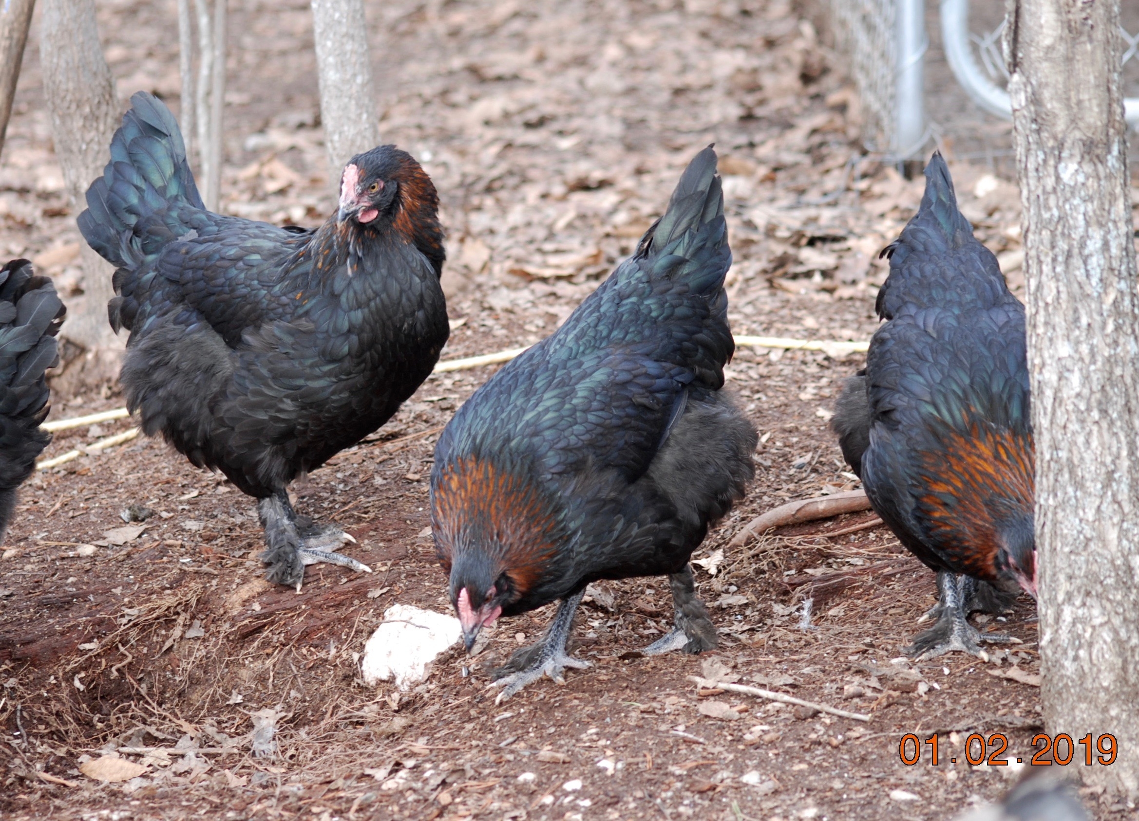 Black Copper Marans DRAGONFLY FARM