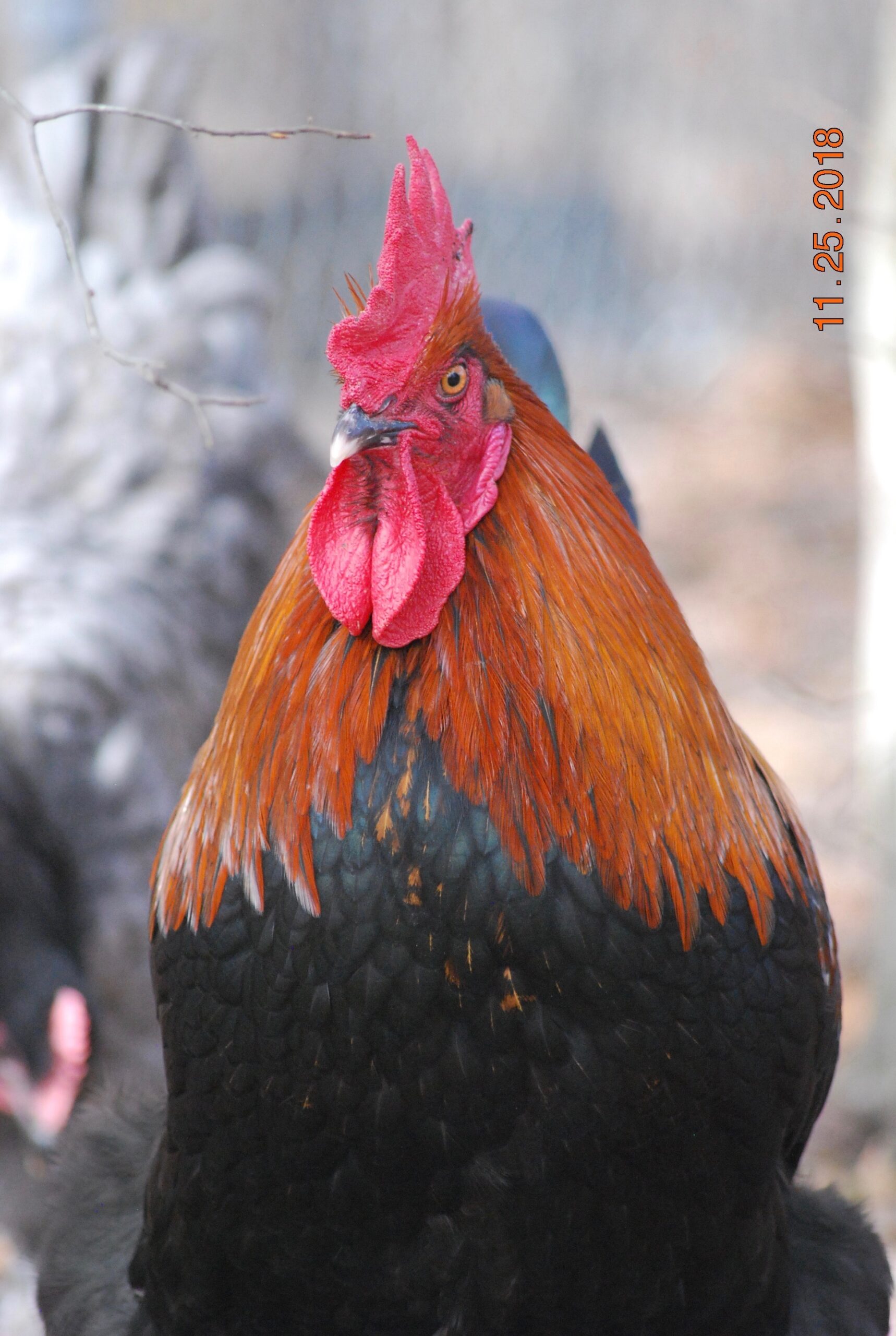 Black Copper Marans DRAGONFLY FARM