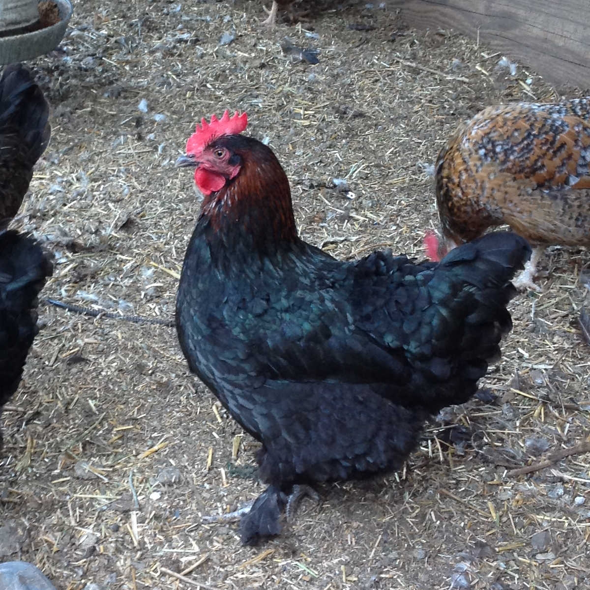 Black Copper Marans Flower Patch Farmhouse