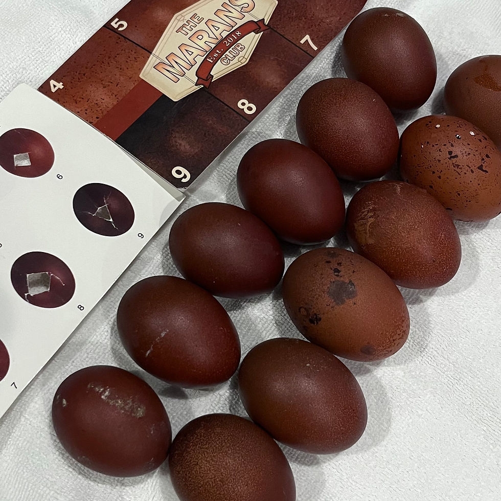 Black Copper Marans Hatching Eggs Burberry Homestead