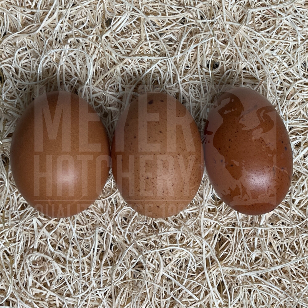 black copper maran egg