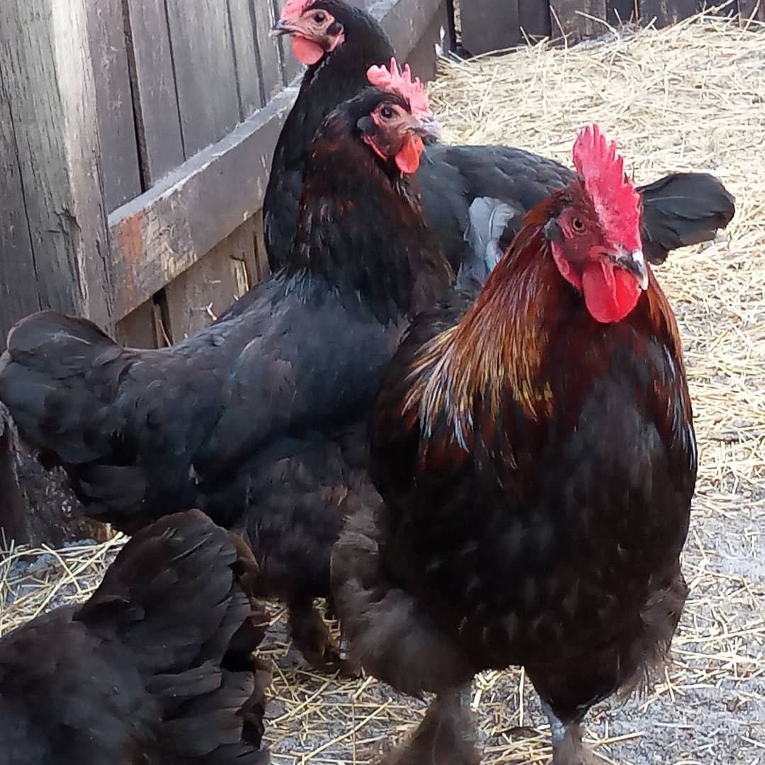Black Copper Marans Stellar Game Birds Poultry Waterfowl LLC