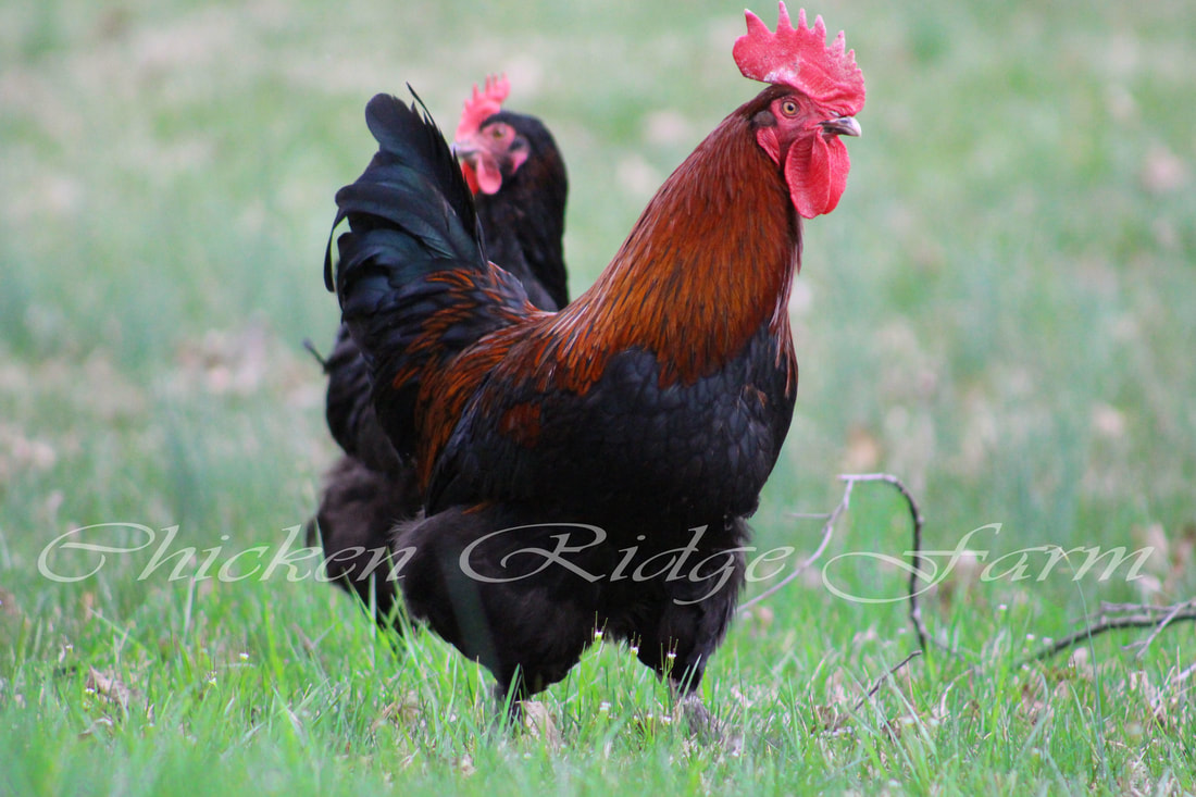 Black Copper Marans Straight Run Chick