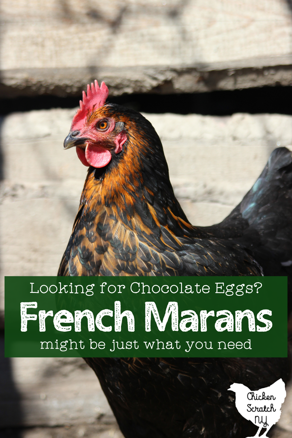 Black Copper Marans The Chickens That Lay Chocolate Eggs