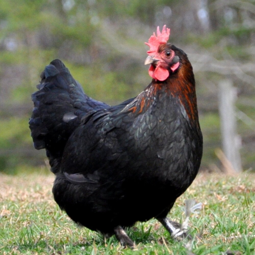 Breed Spotlight The Marans Meyer Hatchery Blog