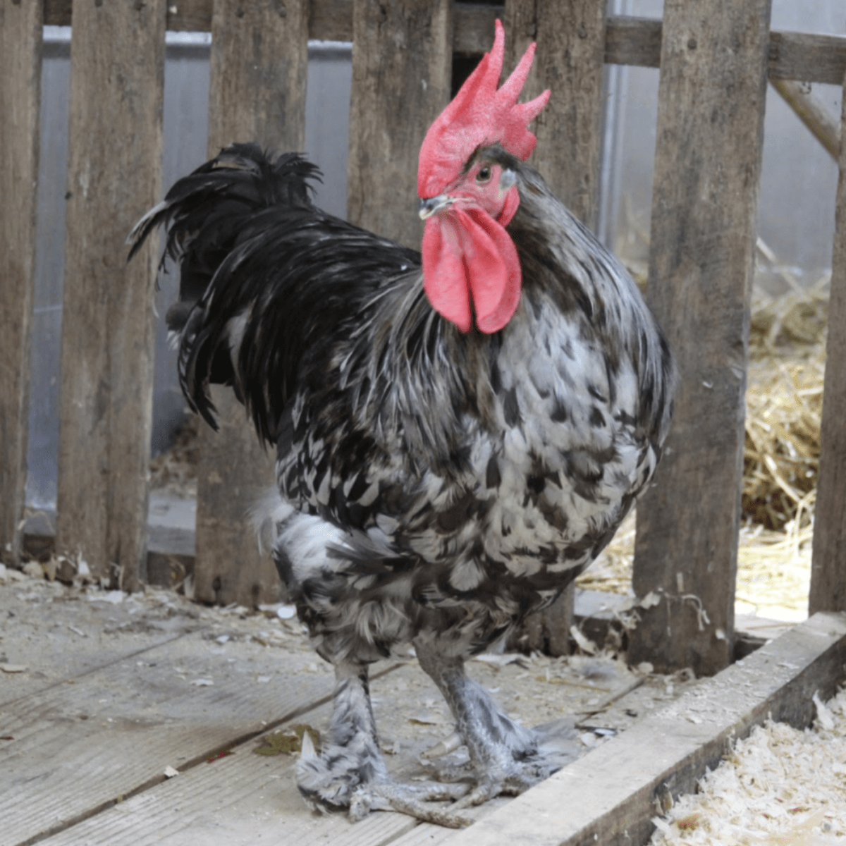 Breed Spotlight The Marans Meyer Hatchery Blog