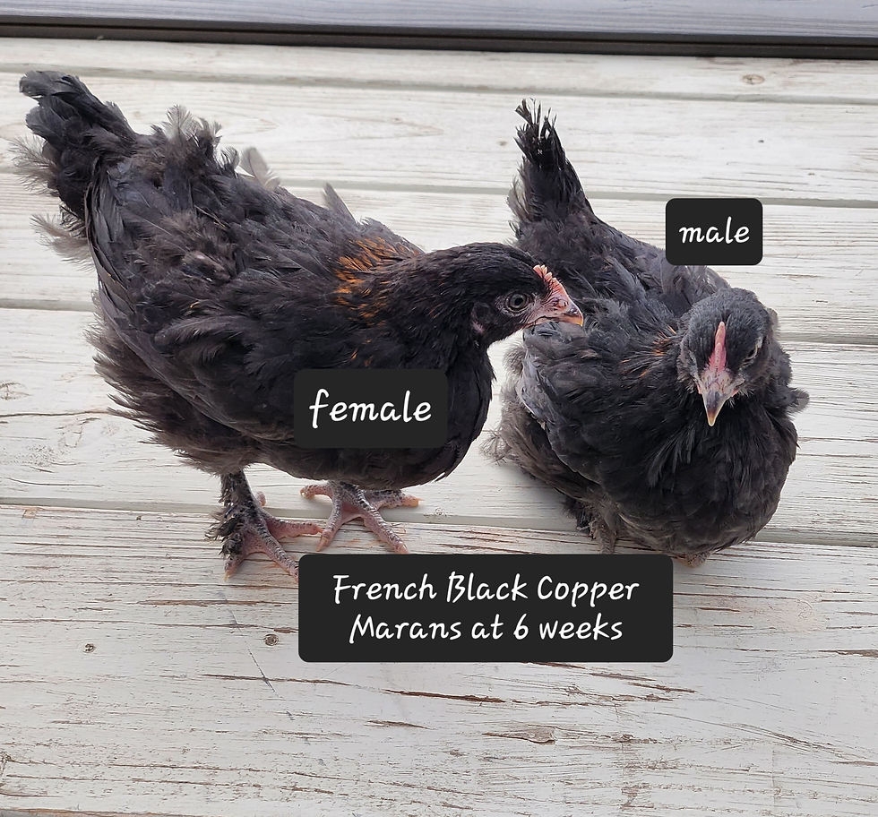 Chick French Copper Marans Serenity Sprouts Colorado Near Denver
