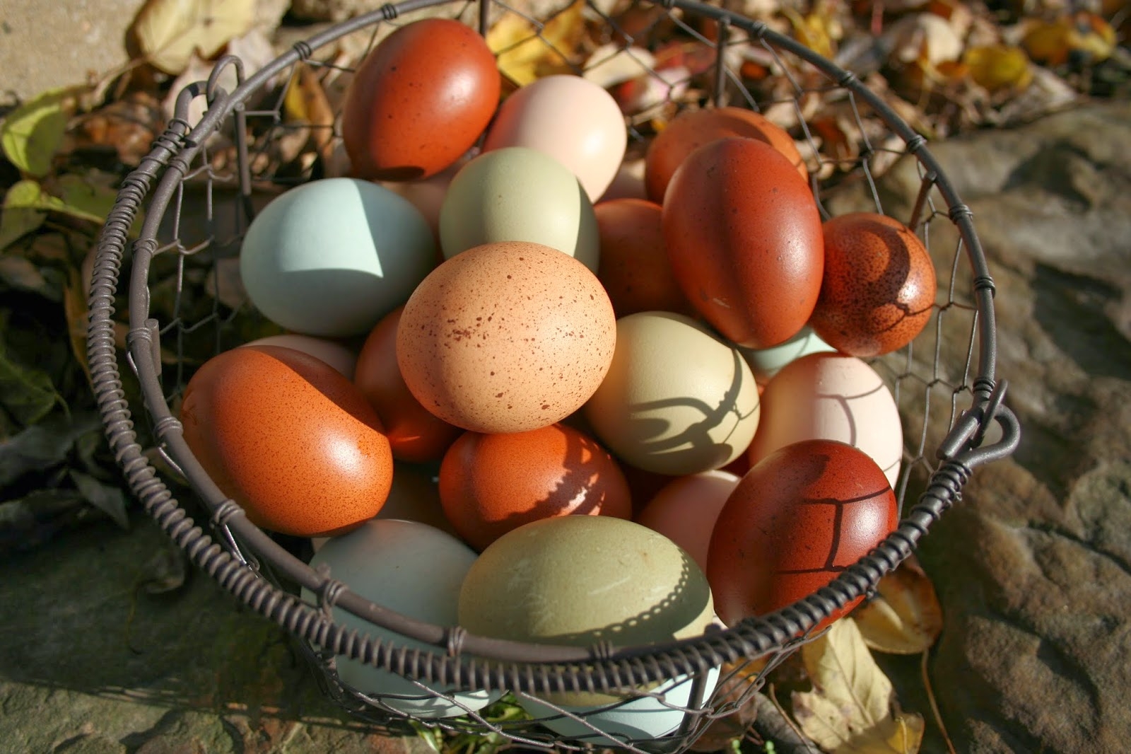 Chicken Scratch Poultry French Black Copper Marans Or French Blue Copper Marans Is This The Breed For You