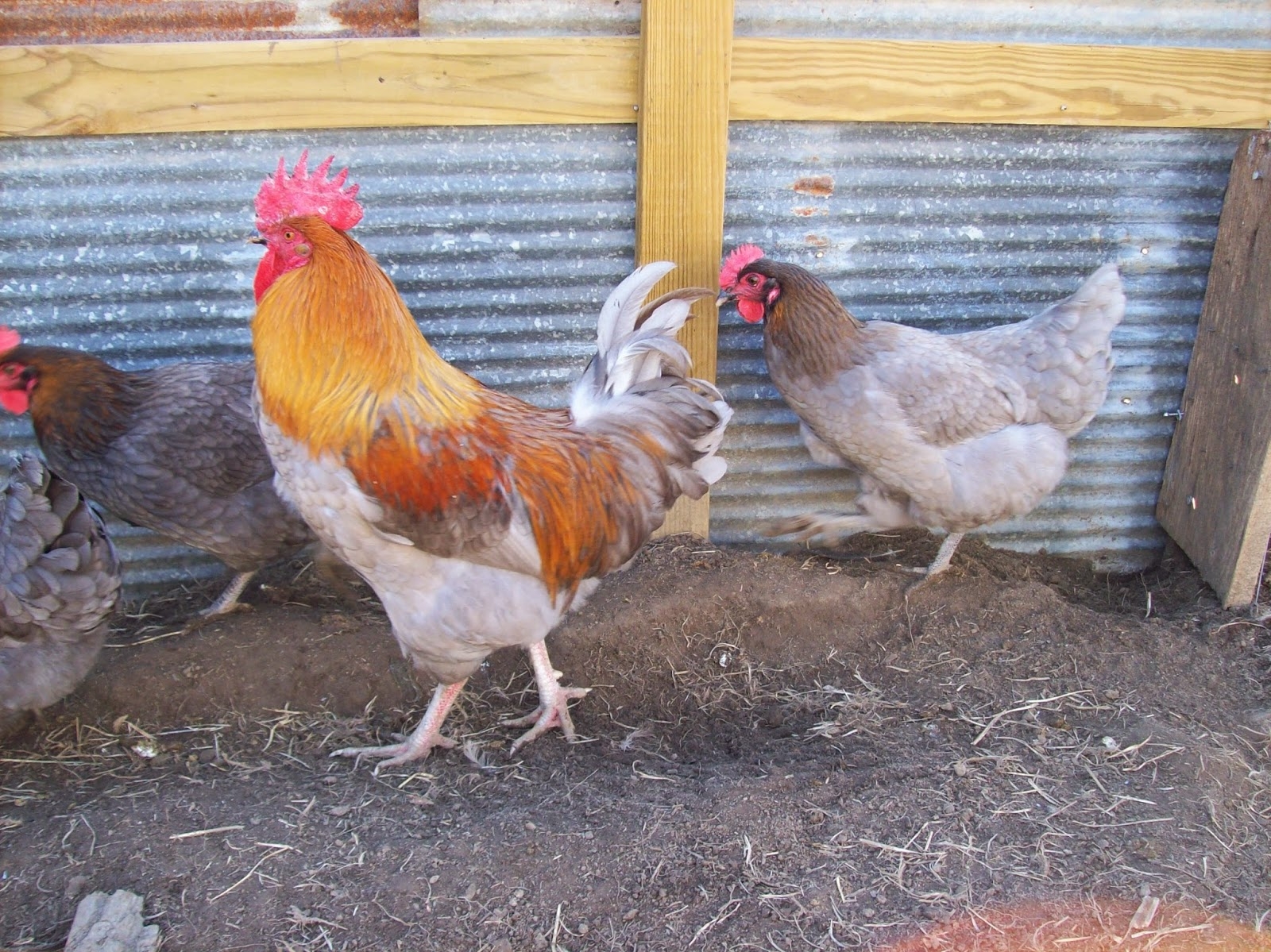 Chicken Scratch Poultry French Black Copper Marans Or French Blue Copper Marans Is This The Breed For You