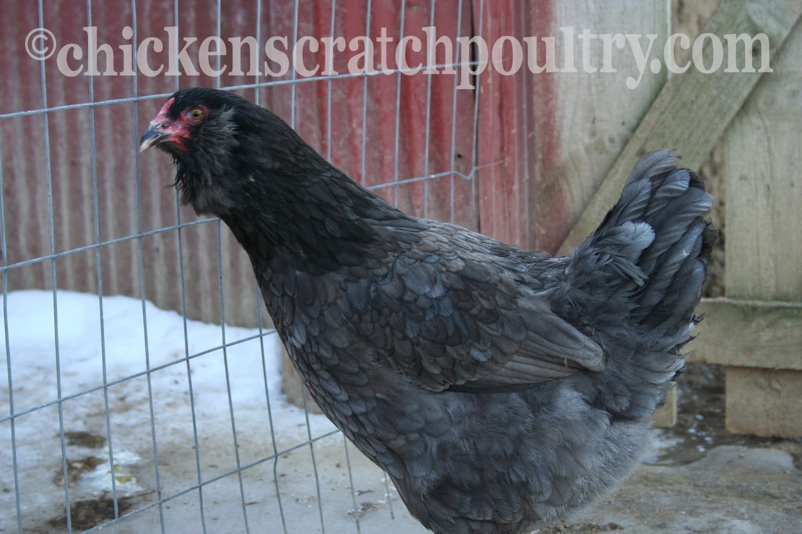 black copper maran easter egger cross