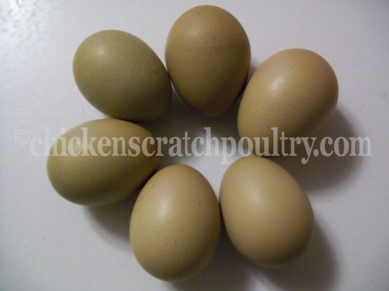 Chicken Scratch Poultry The Olive Egger Could This Be The Breed For You