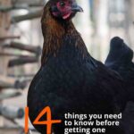 Considering Marans Chickens The 14 Things You Must em Know First The Featherbrain