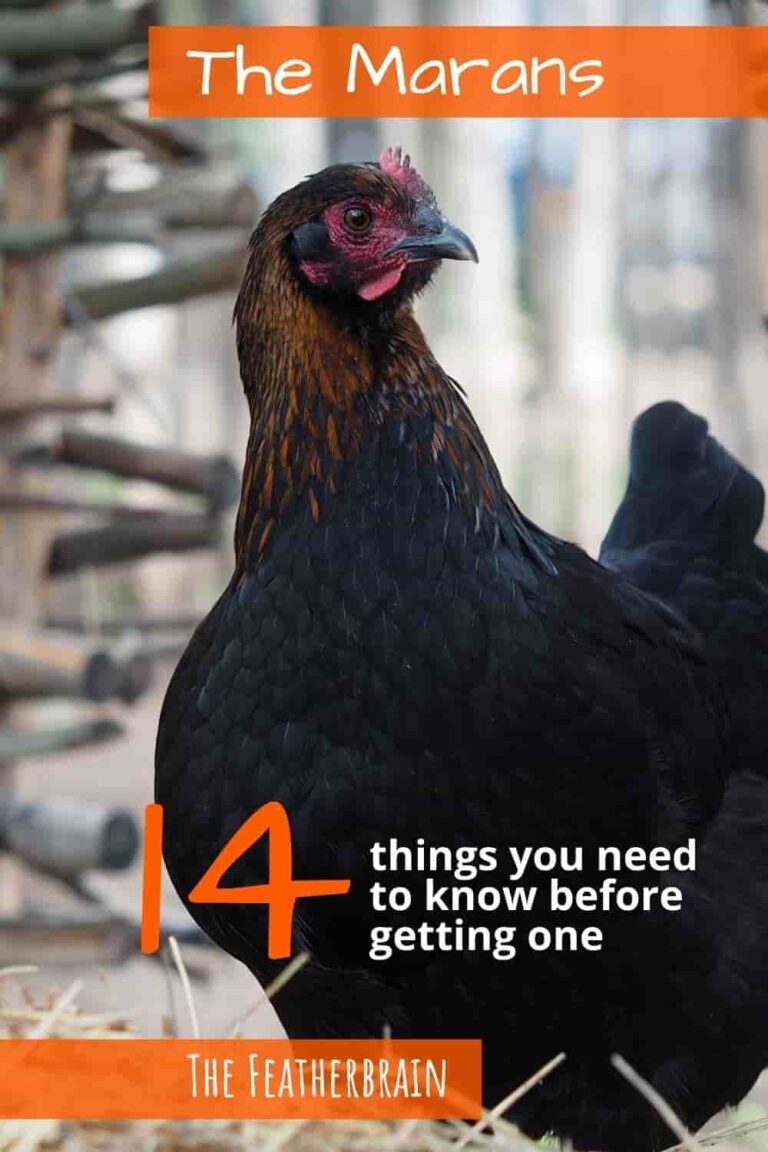 Considering Marans Chickens The 14 Things You Must em Know First The Featherbrain