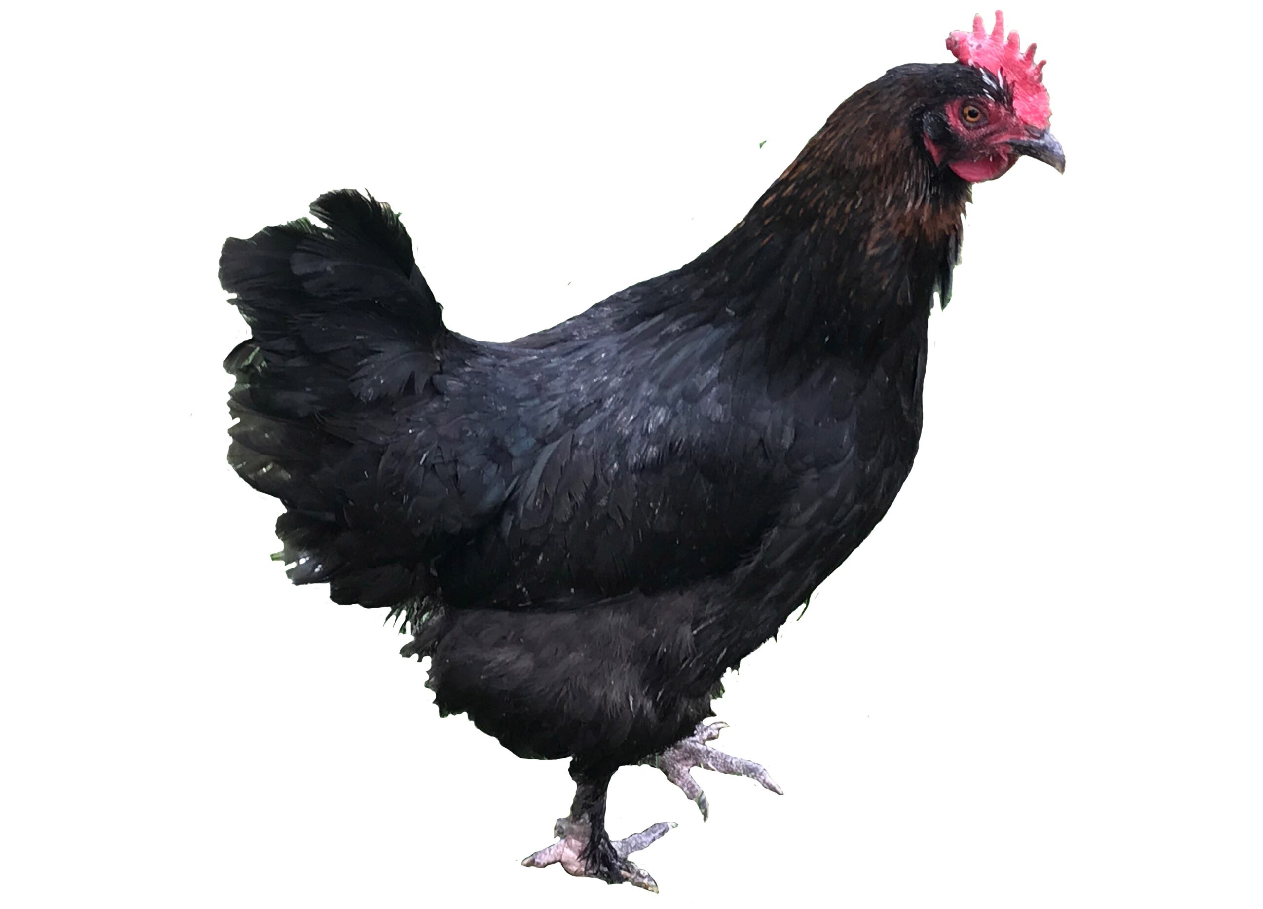 Copper Maran Chickens