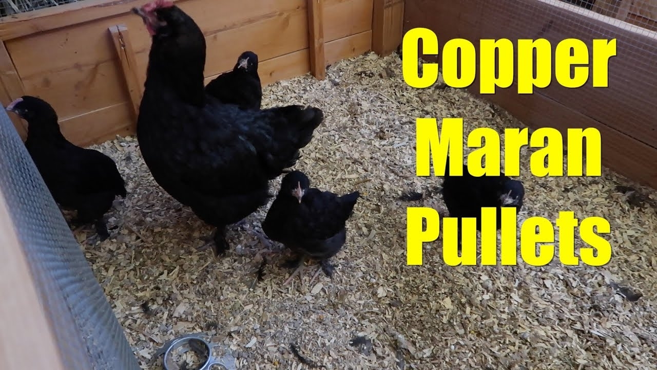 Copper Maran Pullets chickens YouTube
