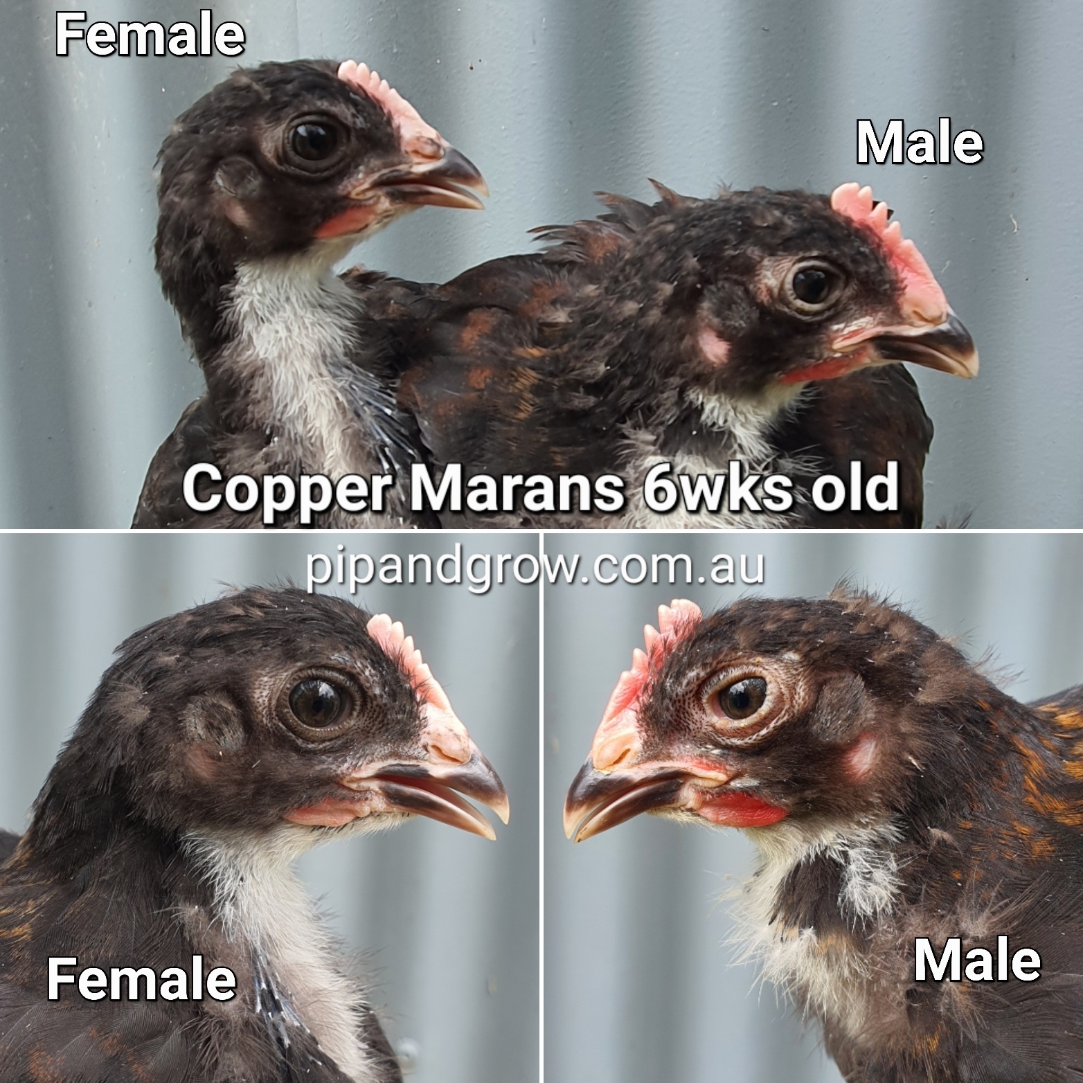 3 month old black copper maran rooster