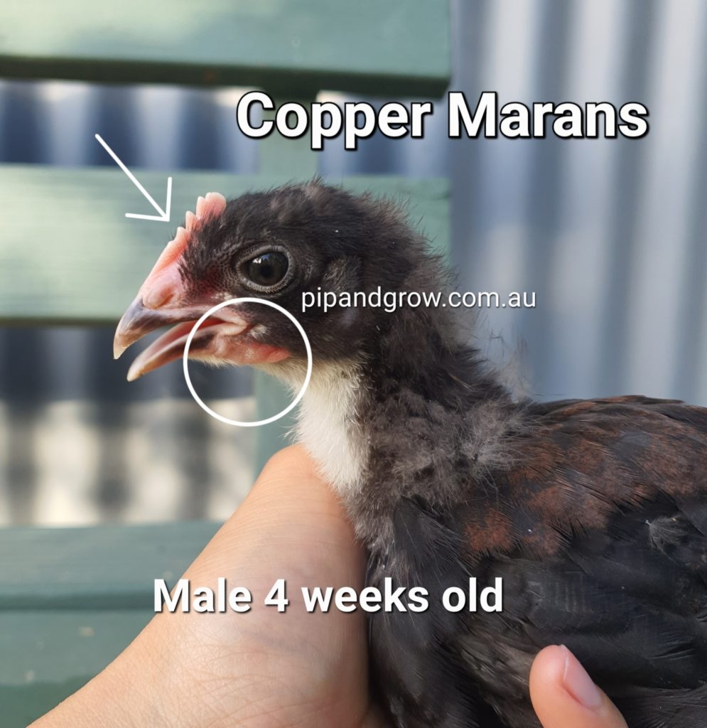 Copper Marans Sexing Tips Pip Grow