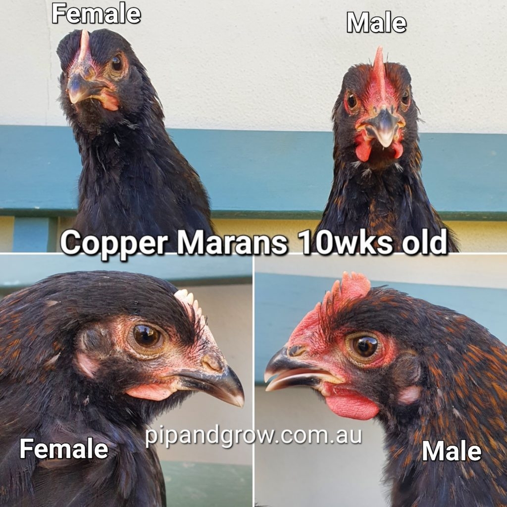 Copper Marans Sexing Tips Pip Grow