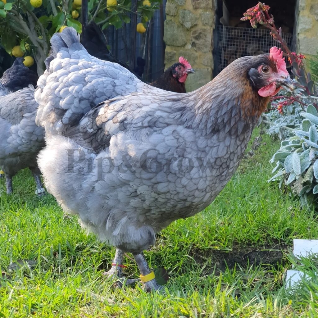 Copper Marans Sexing Tips Pip Grow