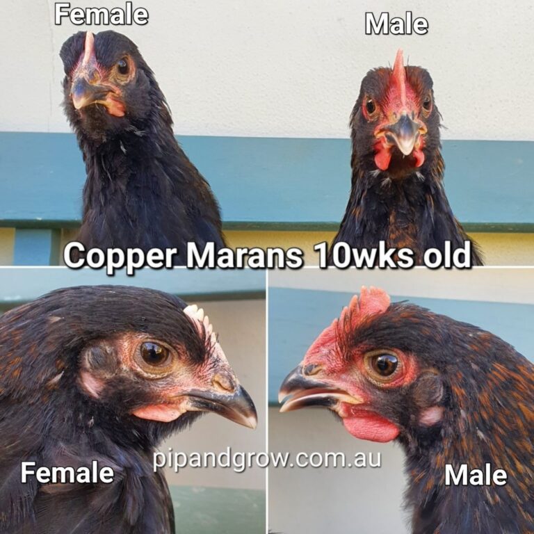 Copper Marans Sexing Tips Pip Grow