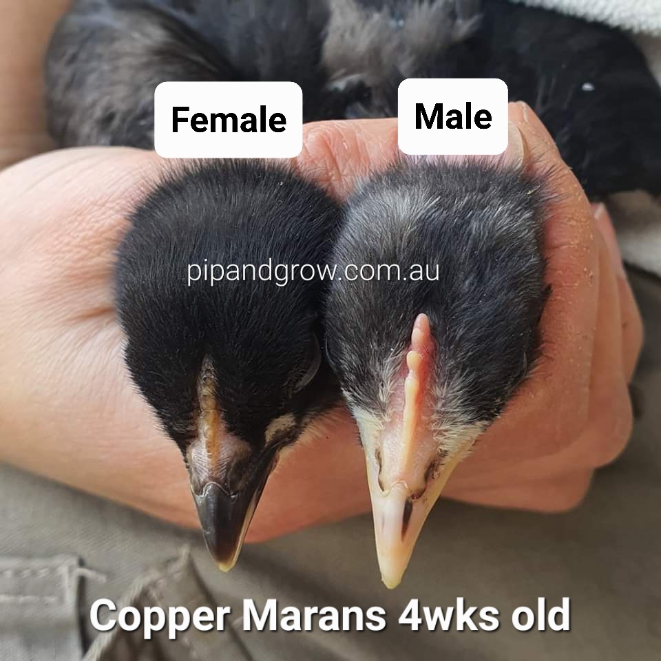 Copper Marans Sexing Tips Pip Grow