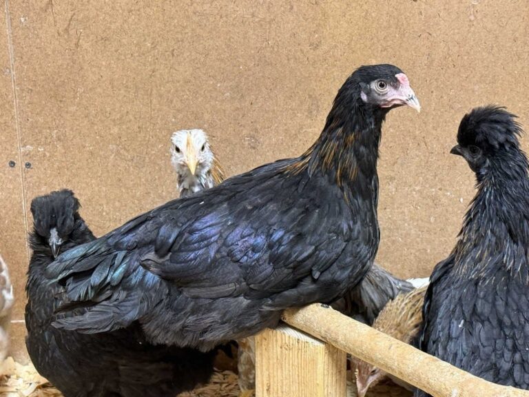 Copper Marans Starter Pullet Sugar Feather Farm