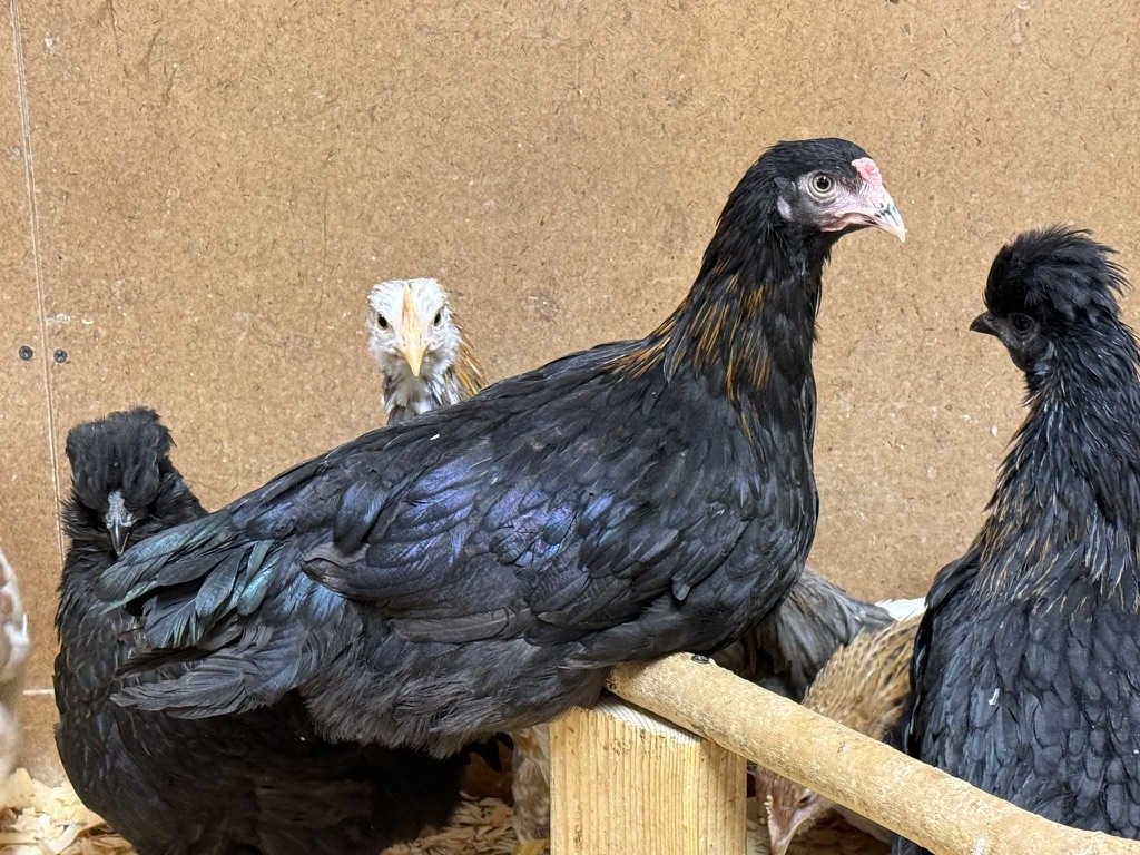 Copper Marans Starter Pullet Sugar Feather Farm