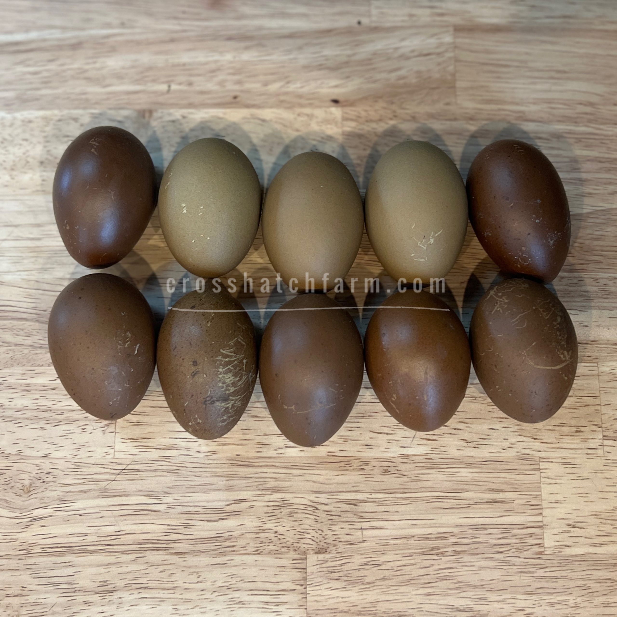 Featured Cross Backcrossed Olive Eggers BC1 BC4ish Crosshatch Farm