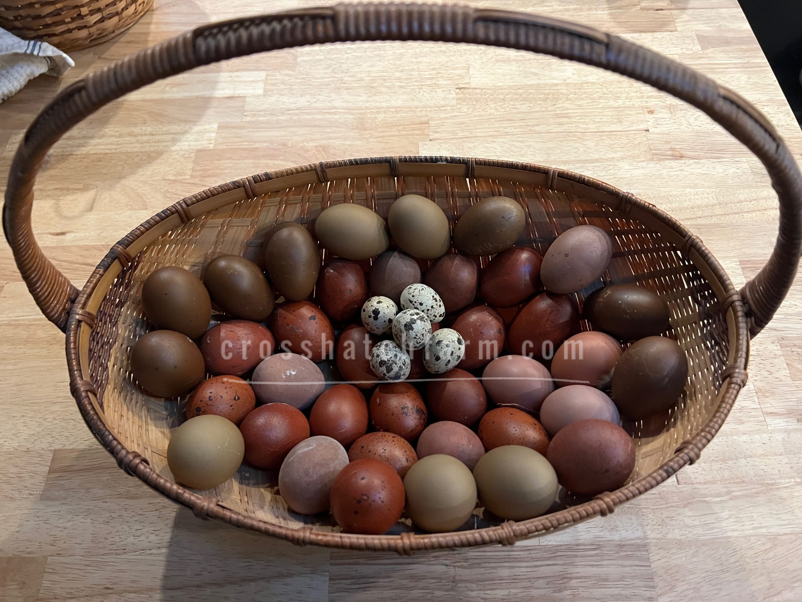 Featured Cross Backcrossed Olive Eggers BC1 BC4ish Crosshatch Farm