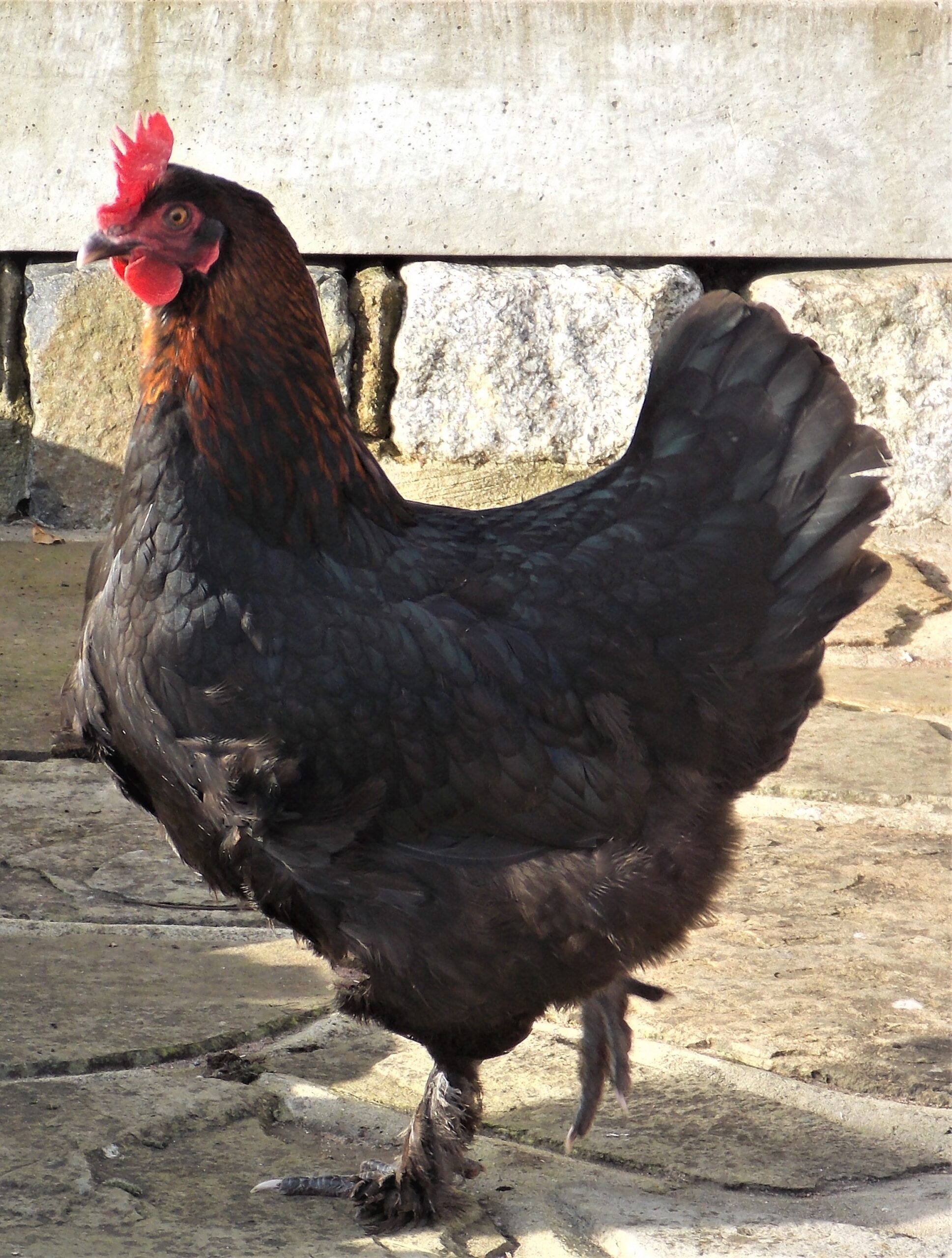 FRENCH BLACK COPPER MARAN We Are A Small Hobby Chicken Breeder Based In The Quiet Village Of Tatsfield On The Surrey Kent Border Just 10 Minutes From Junction 5 And 6